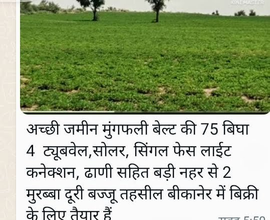 Agriculture land in bajju tahsil bikaner