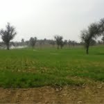 agriculture land for sale in bikaner